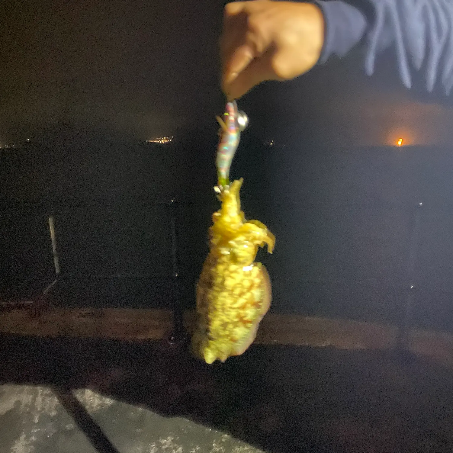 Burbot caught on Fishbrain