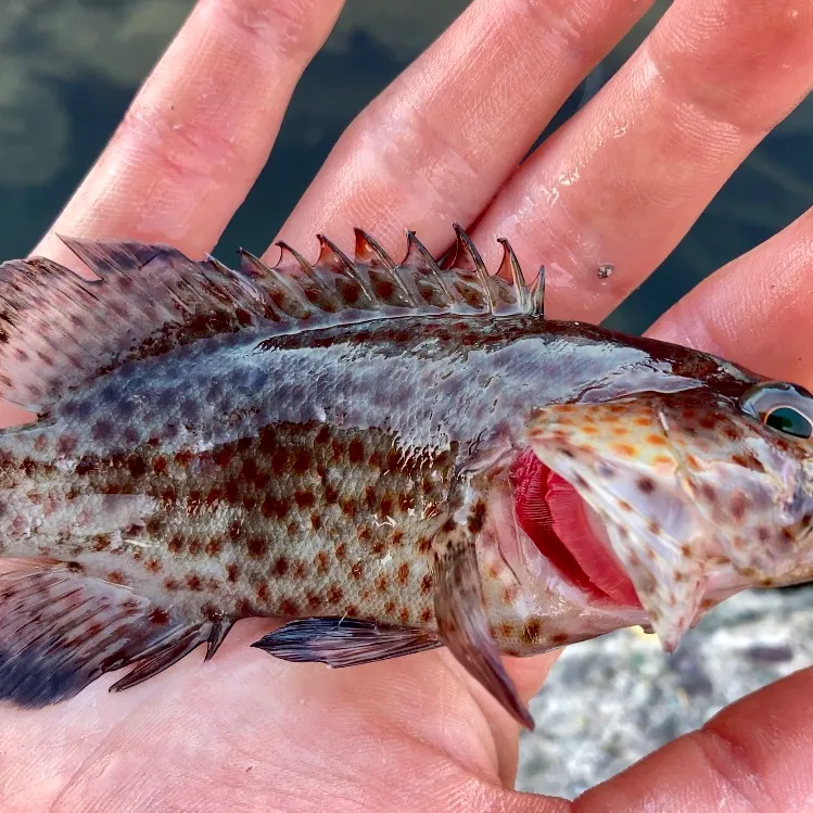 The most recent Graysby grouper catches on Fishbrain