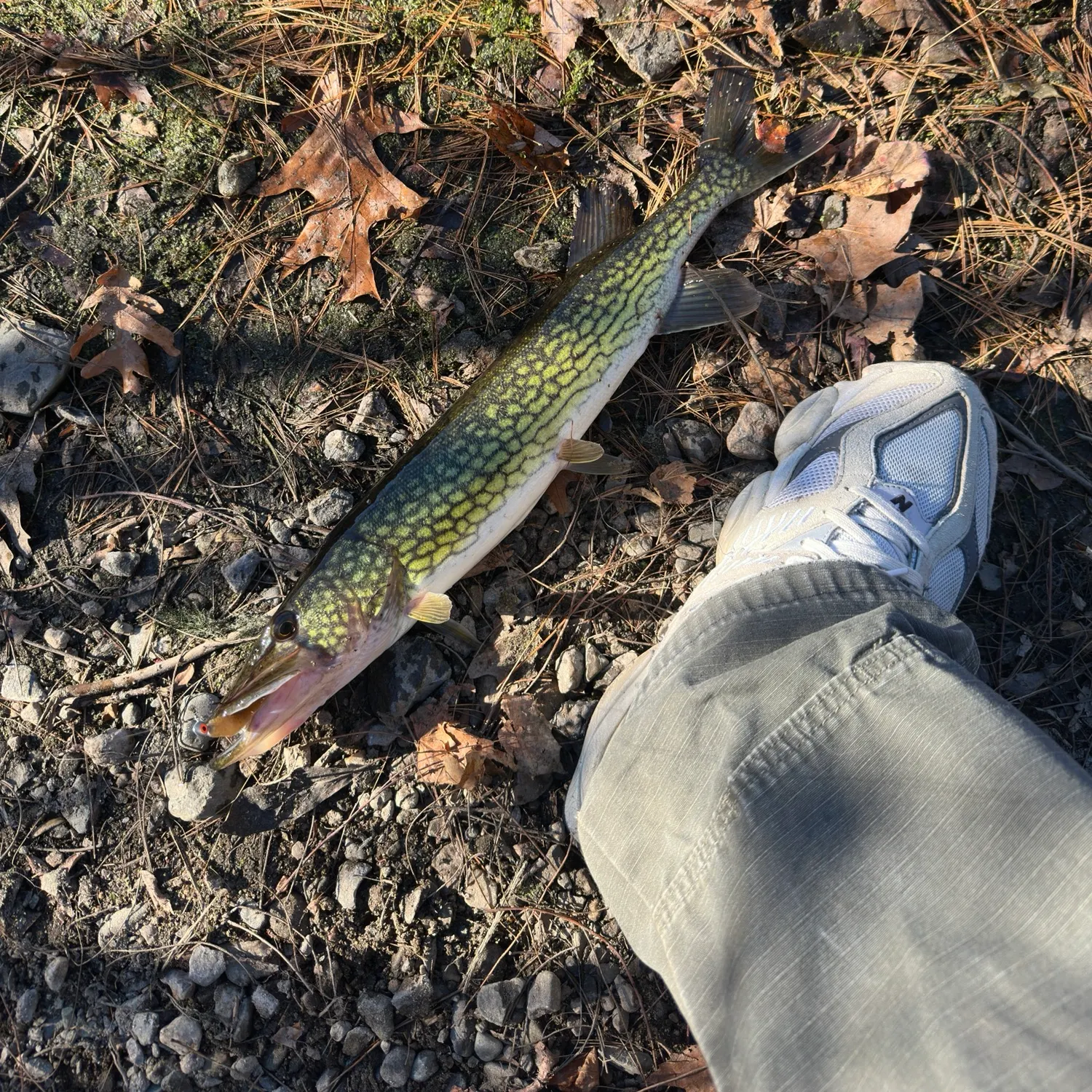 Chain pickerel caught on Fishbrain