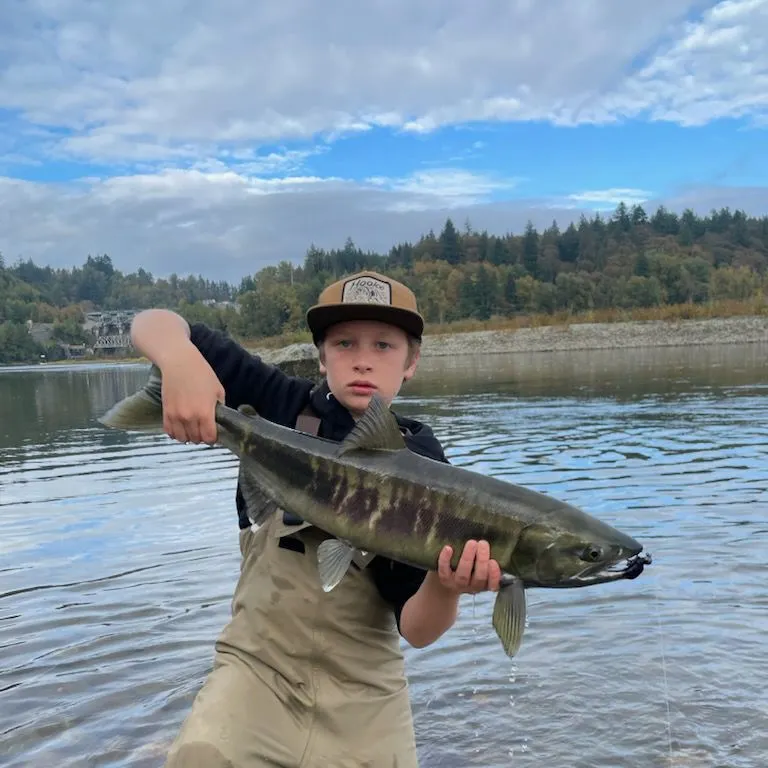 Chum salmon caught on Fishbrain