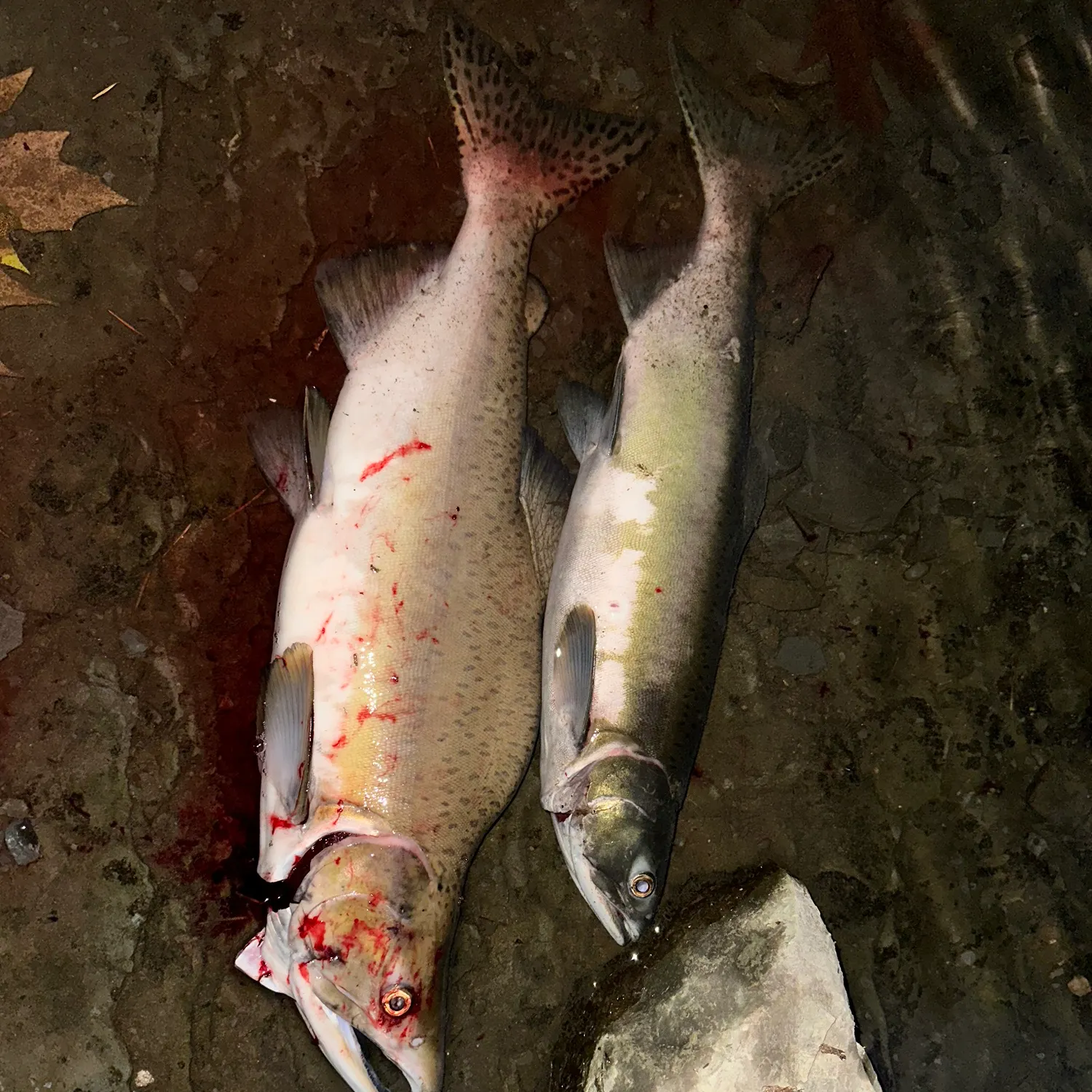 recently logged catches