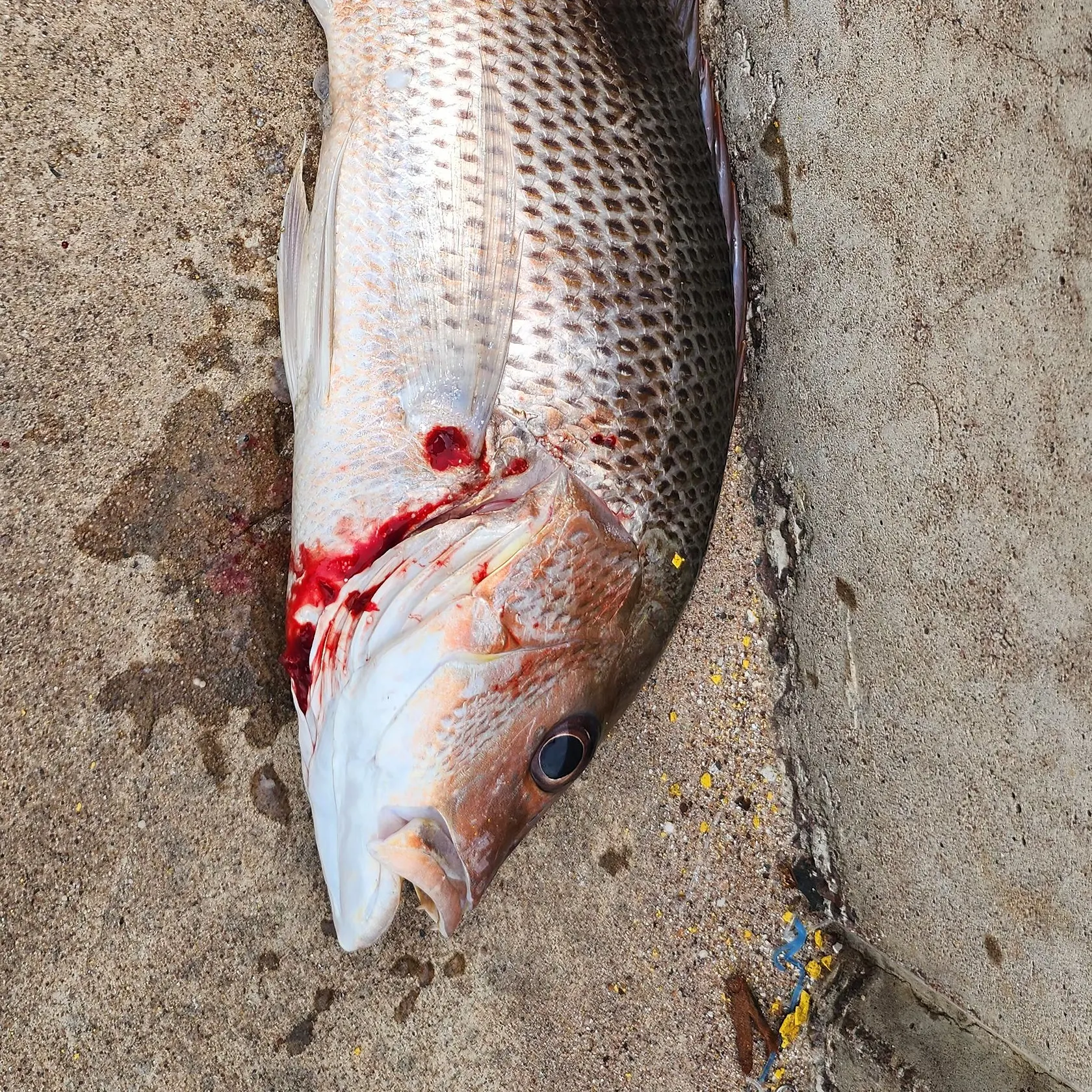 The most recent Mangrove red snapper catches on Fishbrain