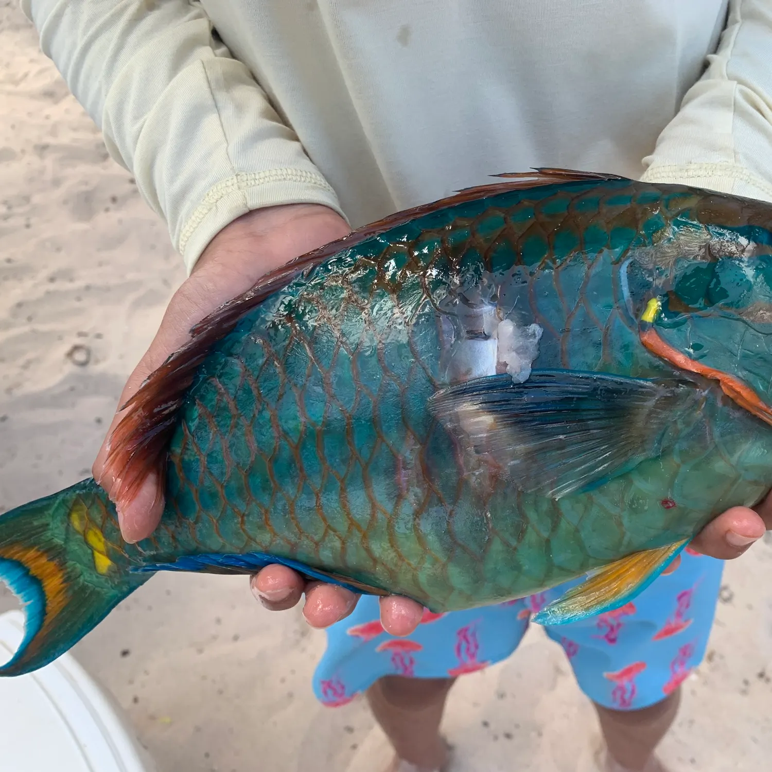 The most recent Queen parrotfish catches on Fishbrain