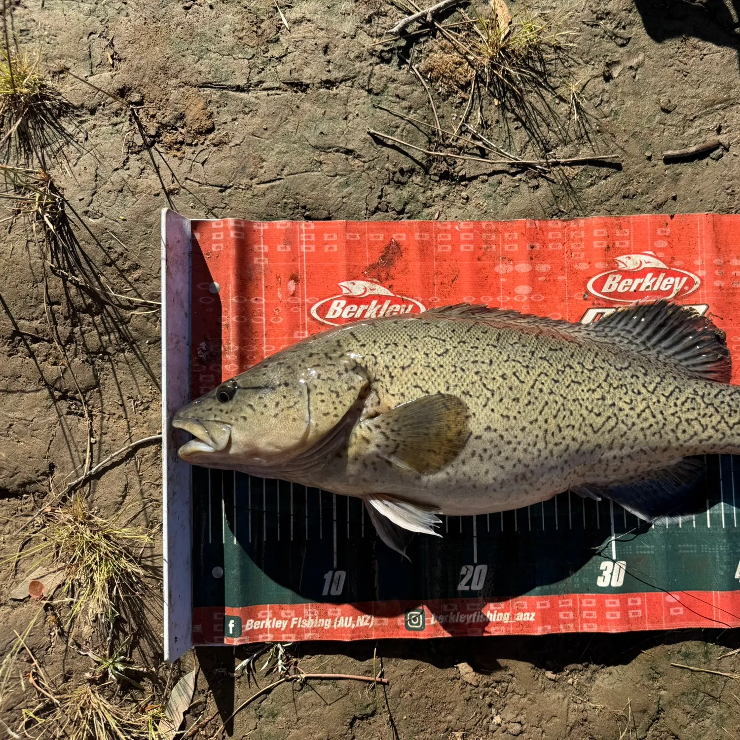 The most popular recent Trout cod catch on Fishbrain