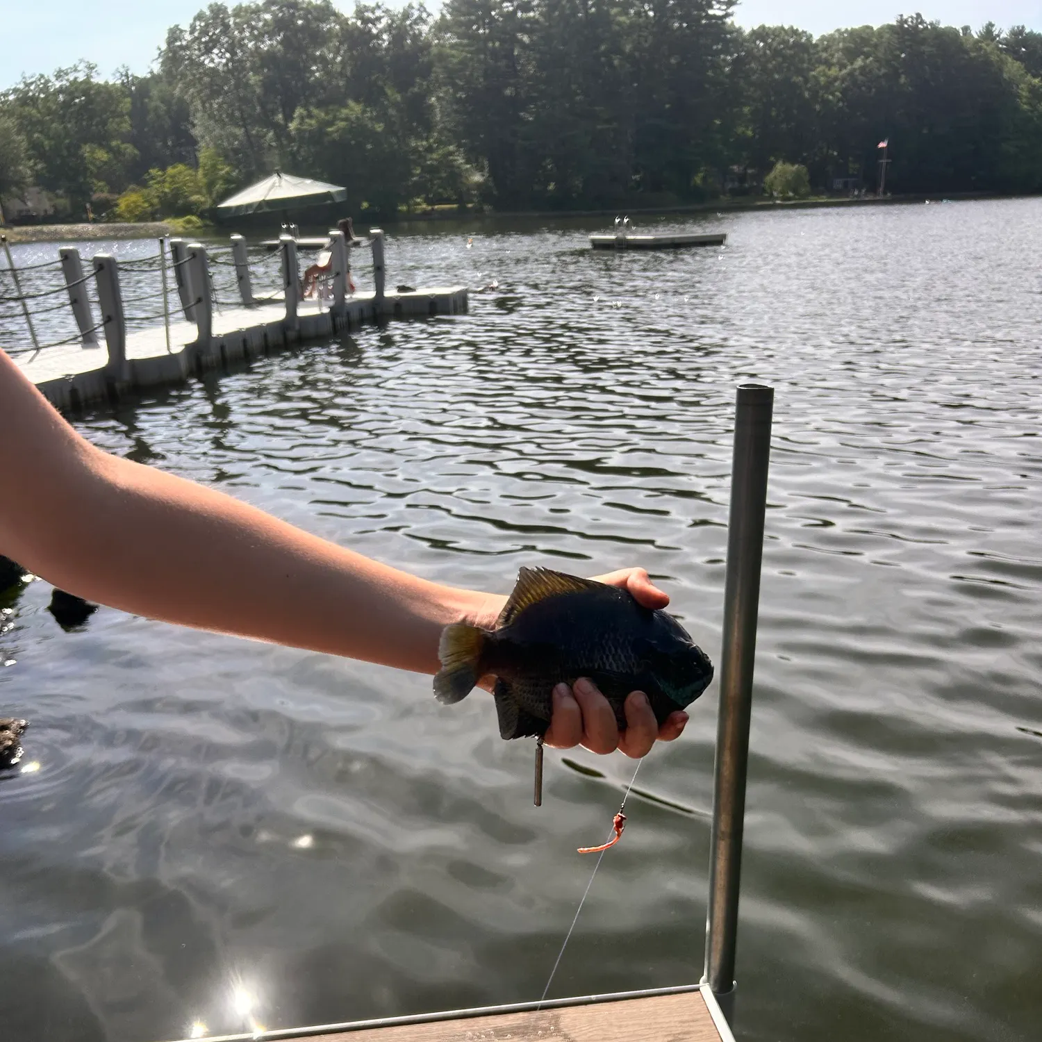 The most recent Threadfin shad catches on Fishbrain
