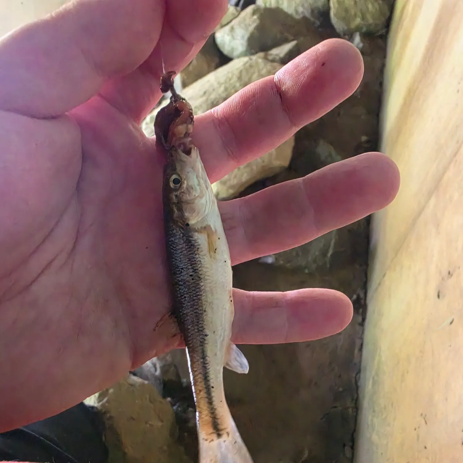 Creek chub caught on Fishbrain