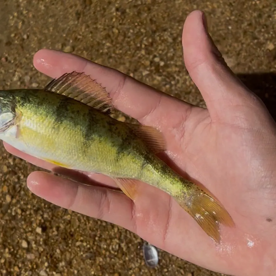 Yellow perch caught on Fishbrain