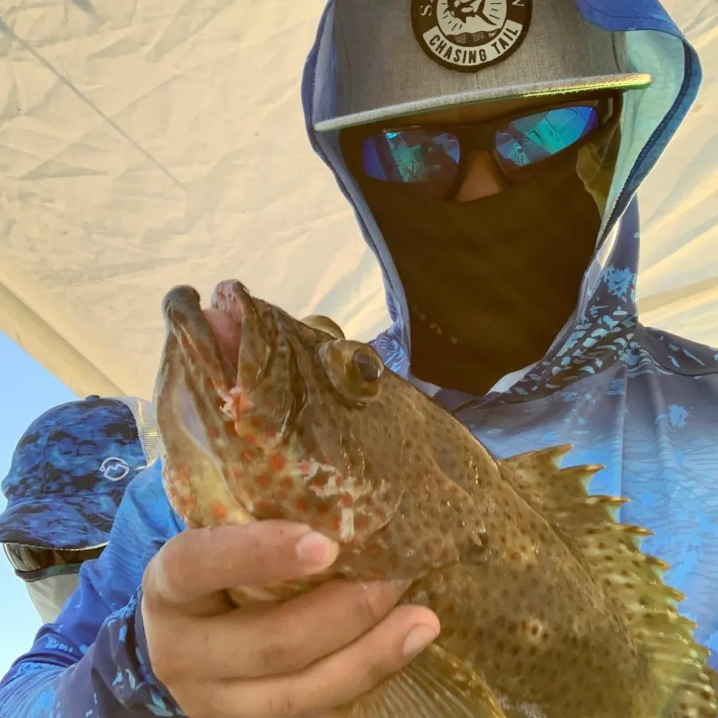 Red grouper caught on Fishbrain