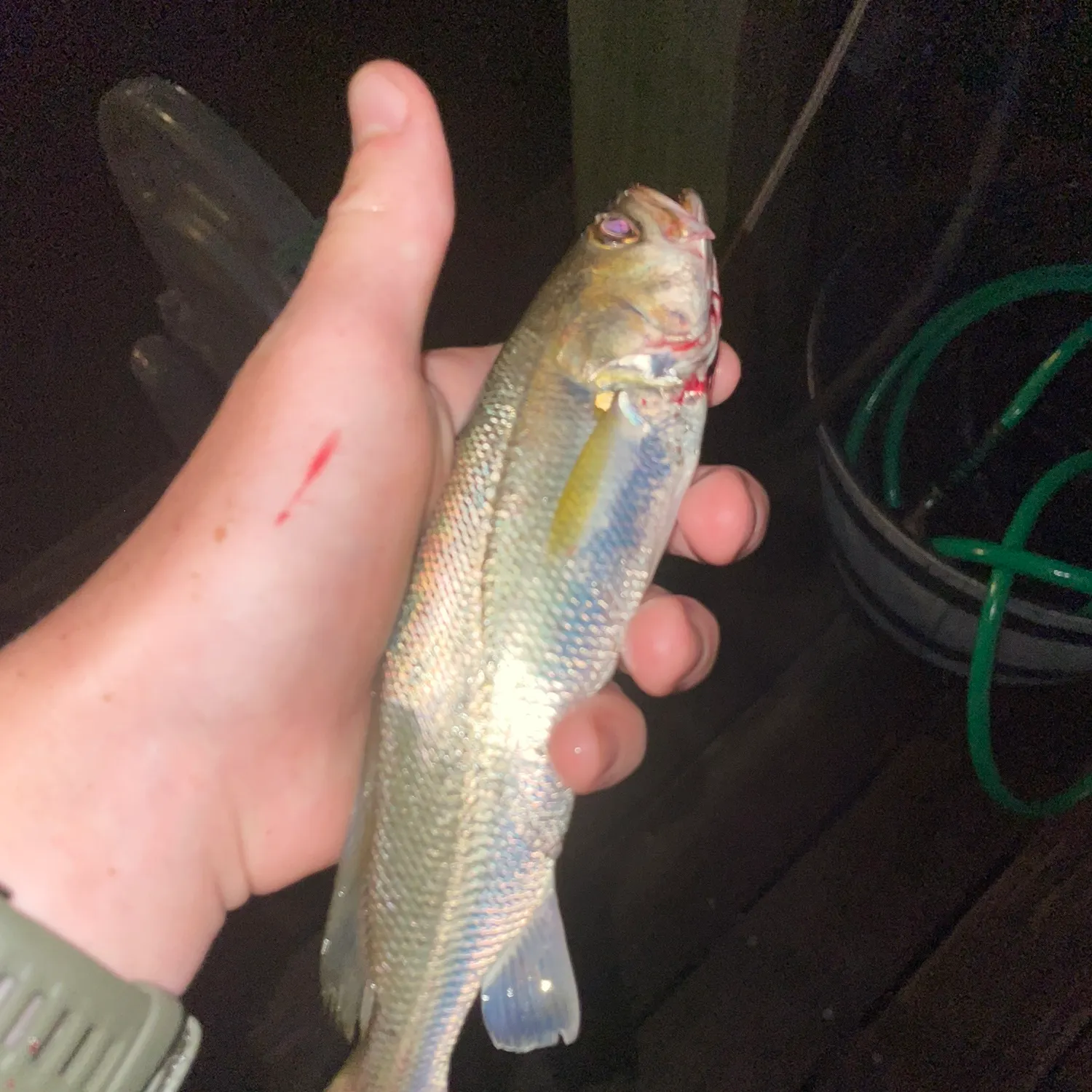 catch