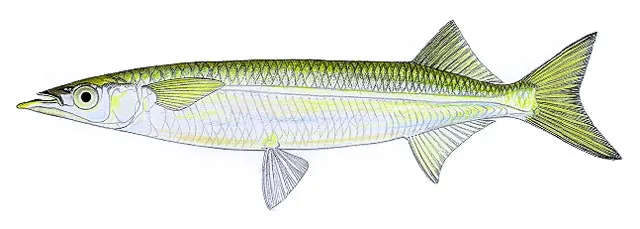 Northern snubnose garfish