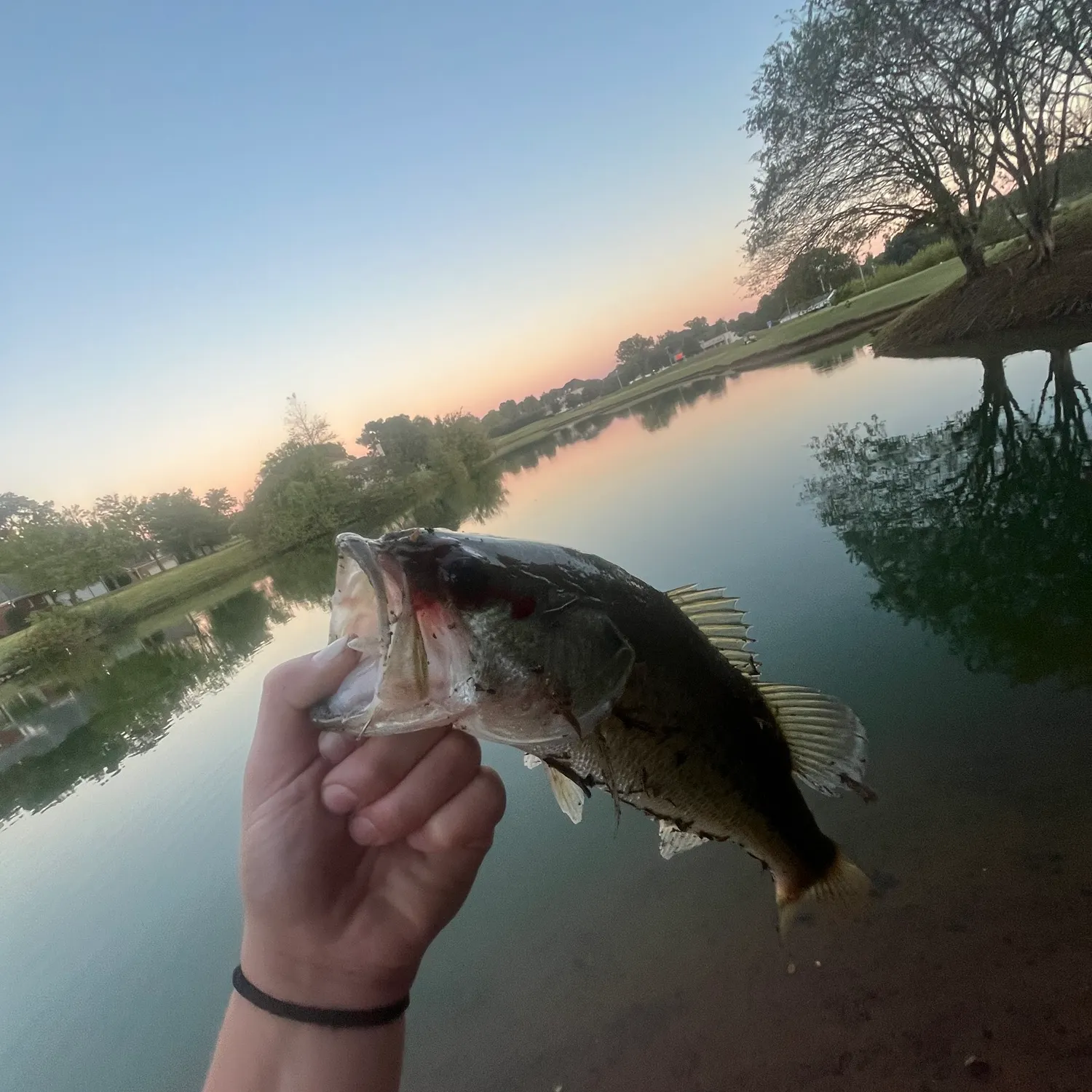 Fish caught on Fishbrain
