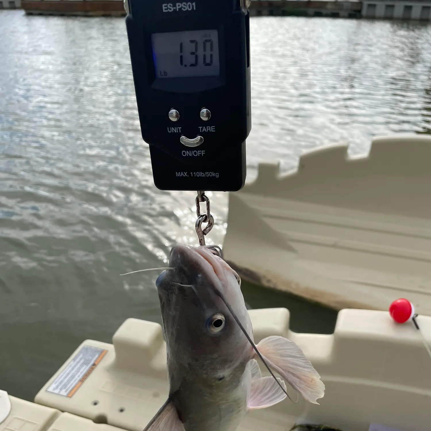 Channel catfish caught on Fishbrain