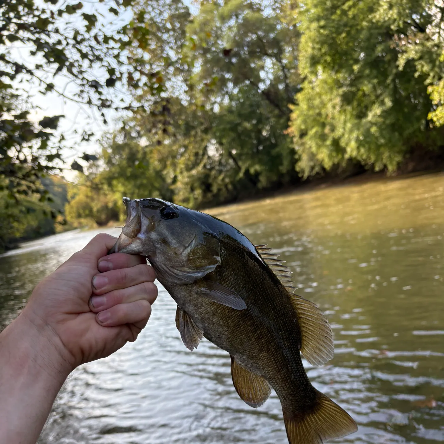 Smallmouth bass caught on Fishbrain