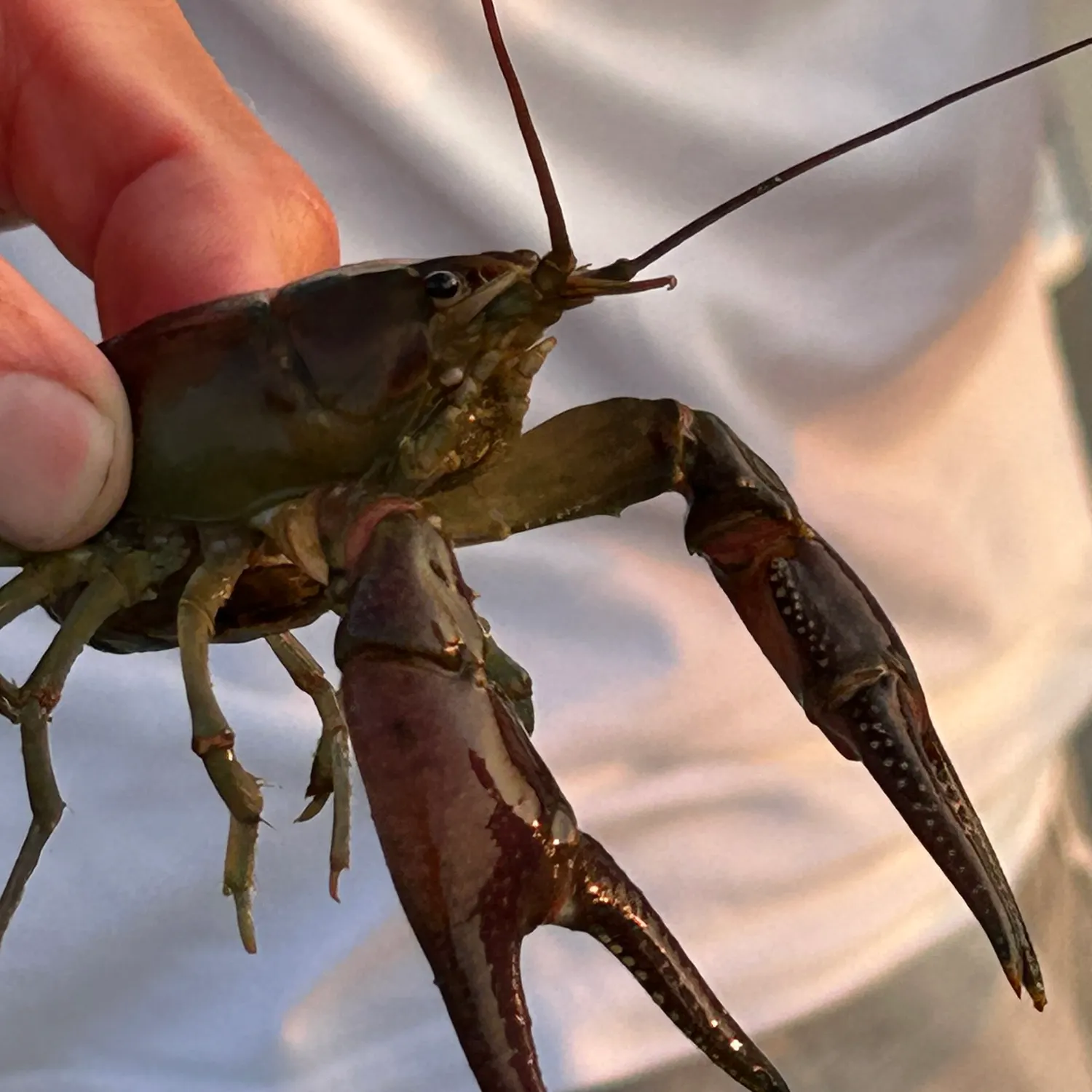 The most recent Northern clearwater crayfish catches on Fishbrain