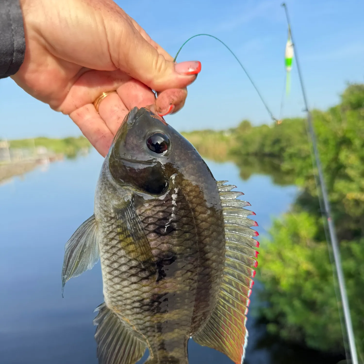 recently logged catches