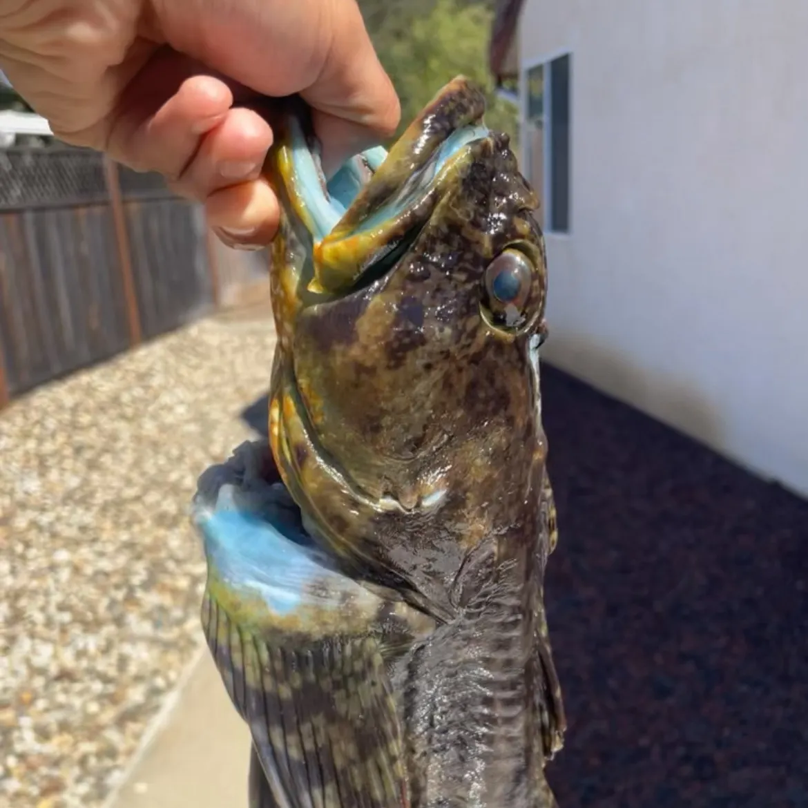 The most recent Cabezon catches on Fishbrain