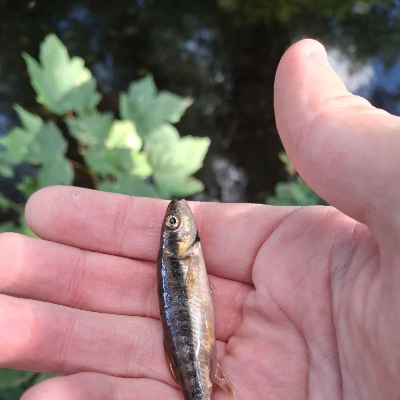 The most recent Eurasian minnow catches on Fishbrain