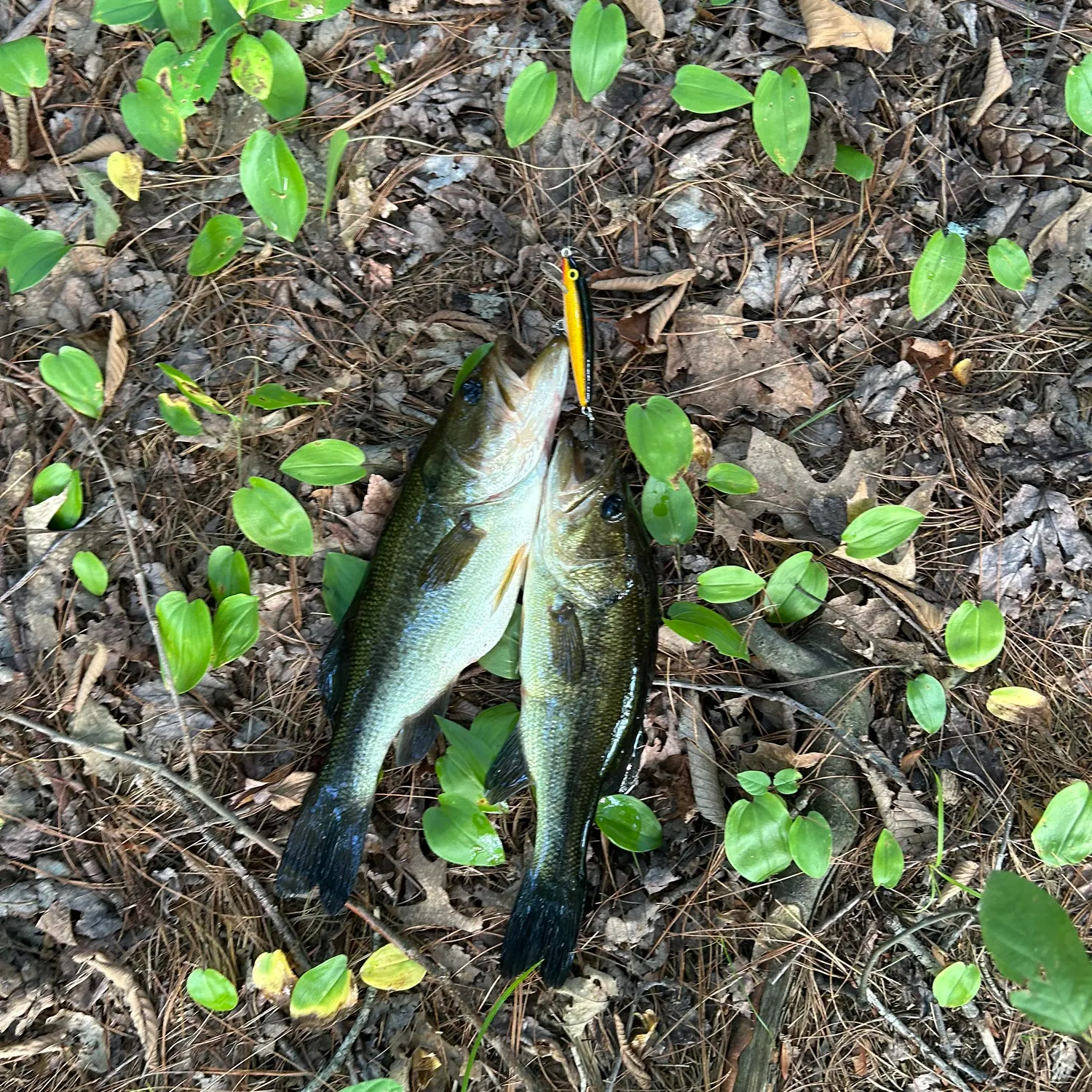 Largemouth bass caught on Fishbrain