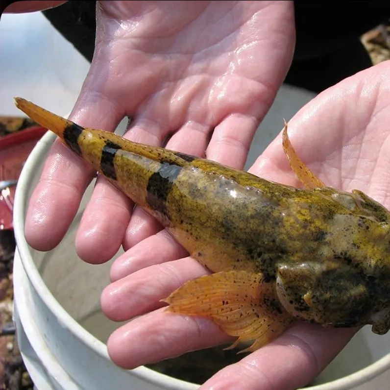 The most recent Banded sculpin catches on Fishbrain