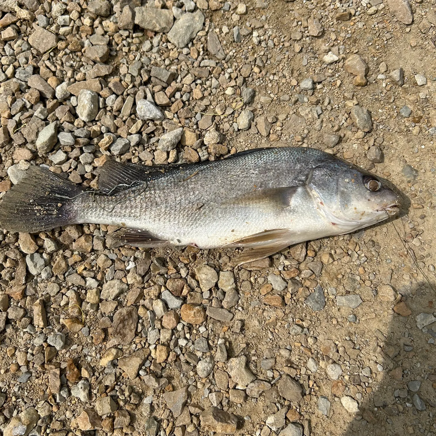 The most recent Freshwater drum catches on Fishbrain