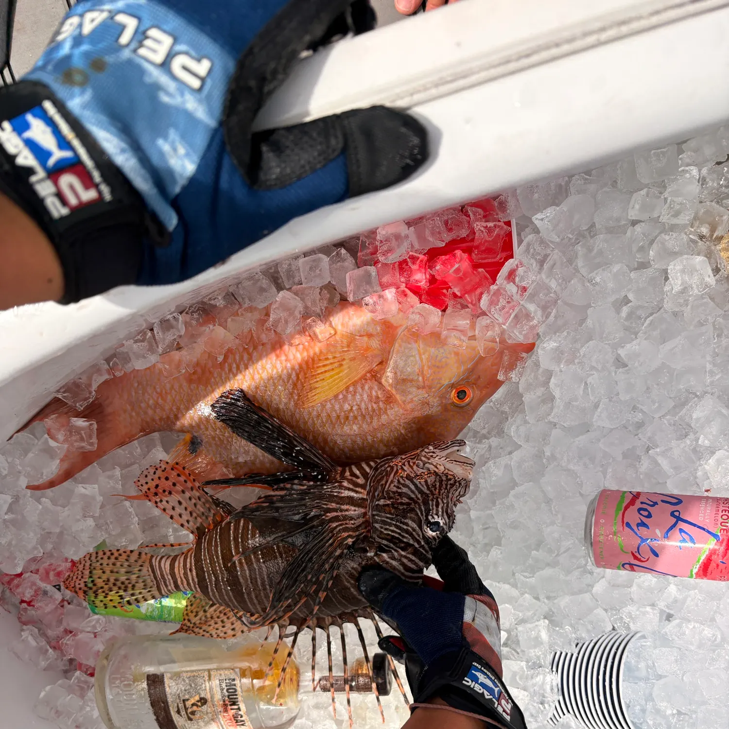 The most recent Hogfish catches on Fishbrain