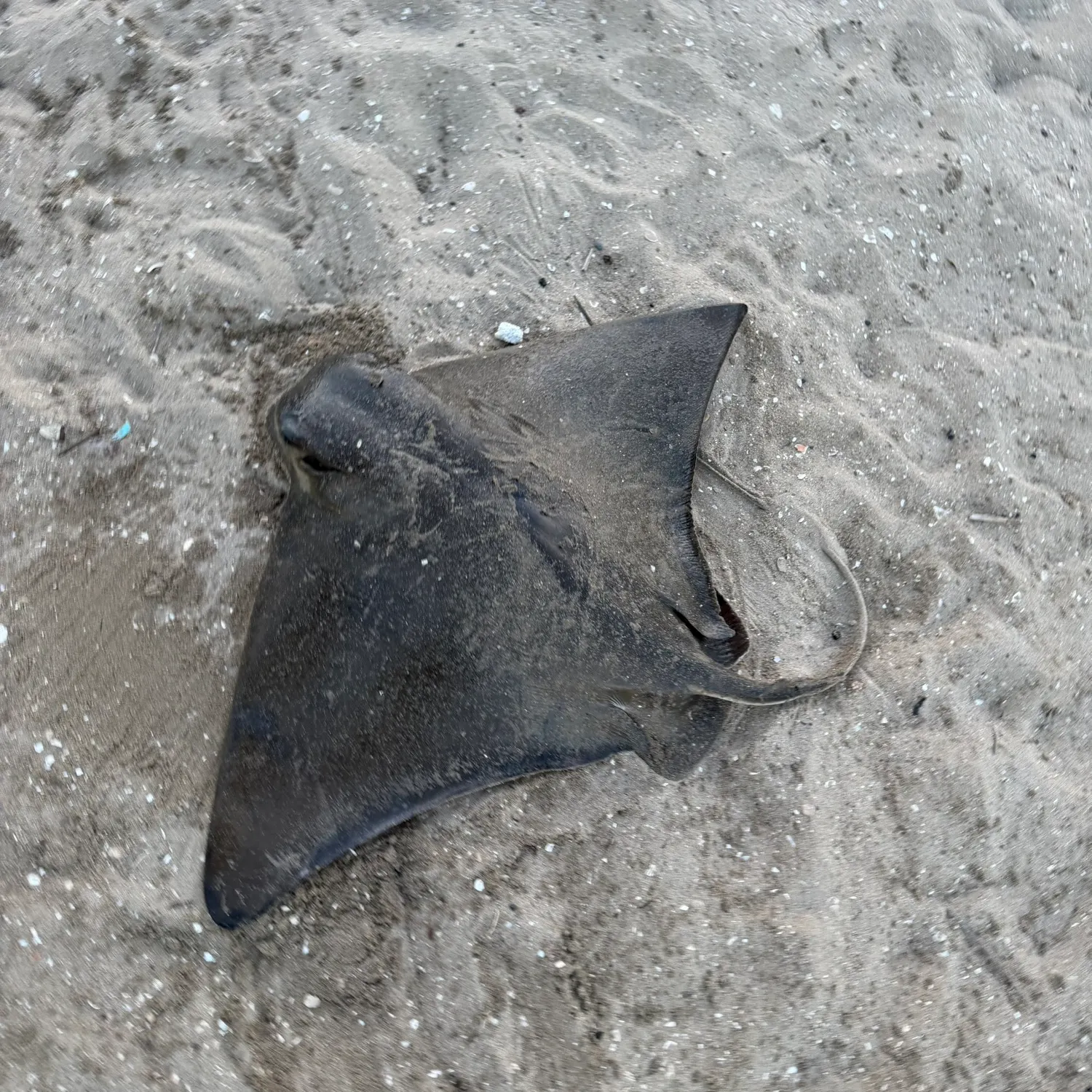 The most recent Bat eagle ray catches on Fishbrain
