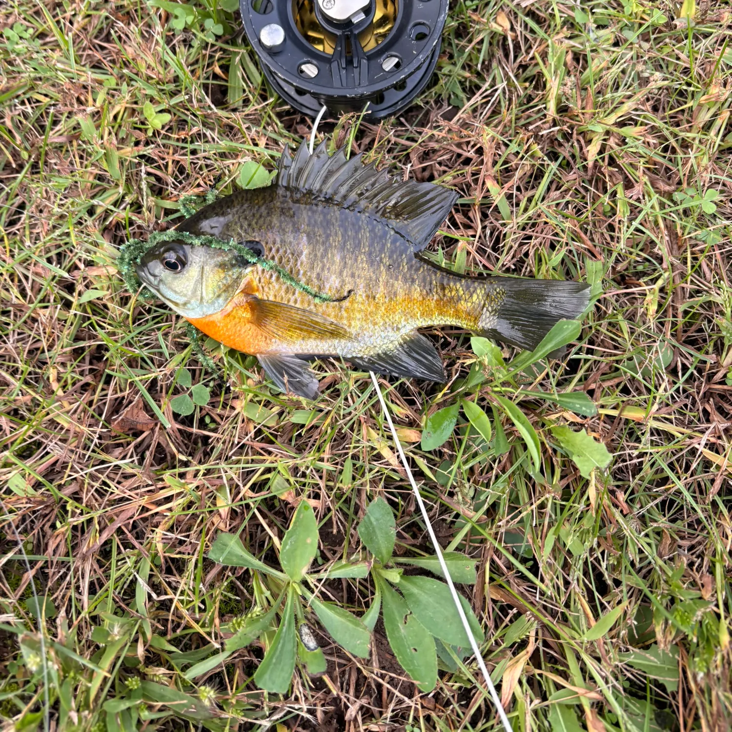 Bluegill caught on Fishbrain