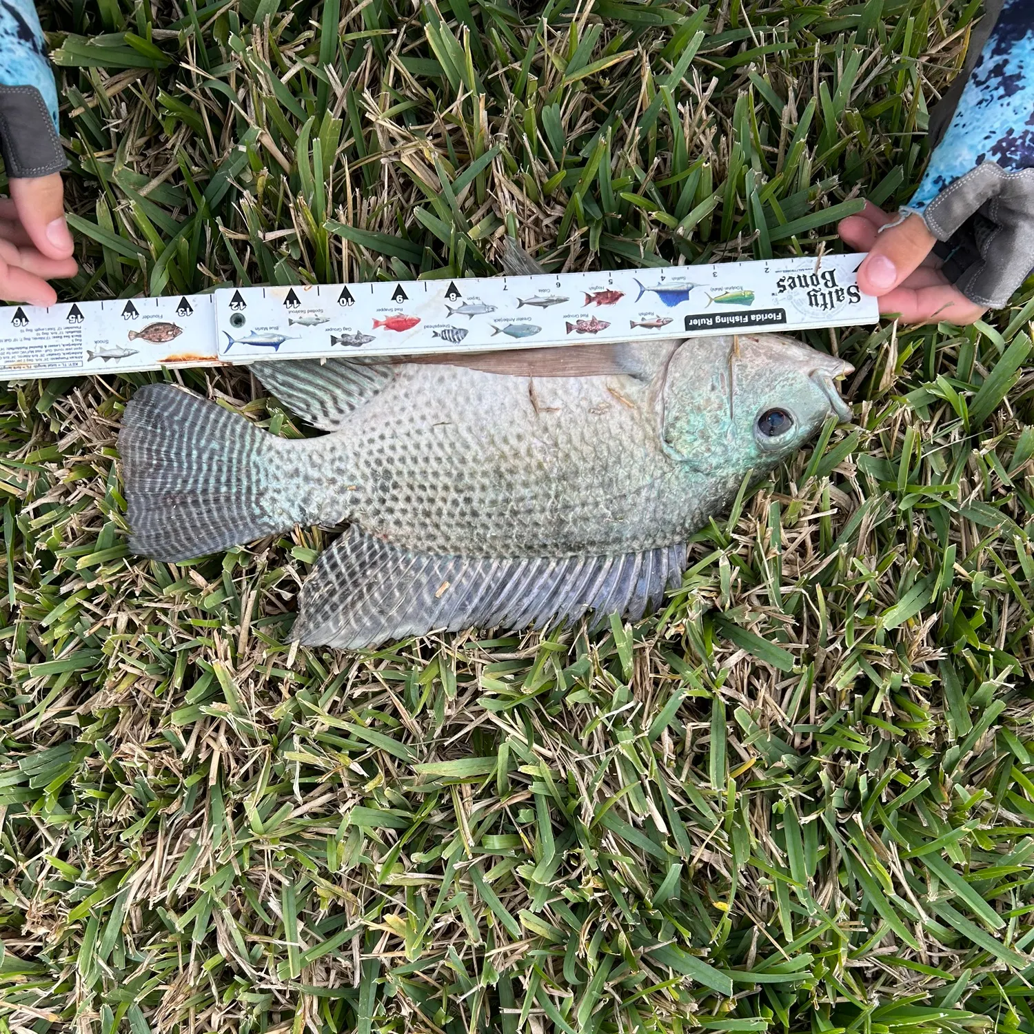 The most recent Blue tilapia catches on Fishbrain