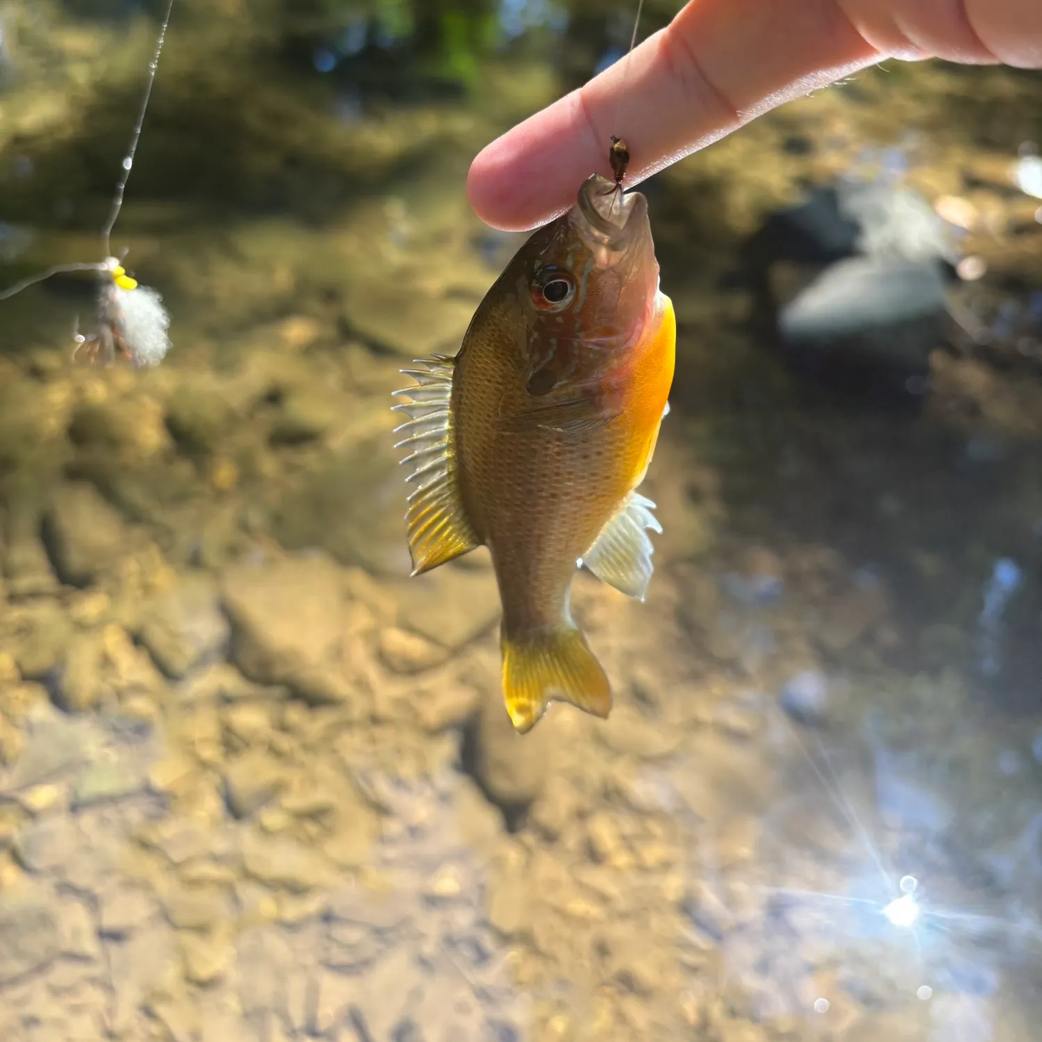 Redbreast sunfish caught on Fishbrain
