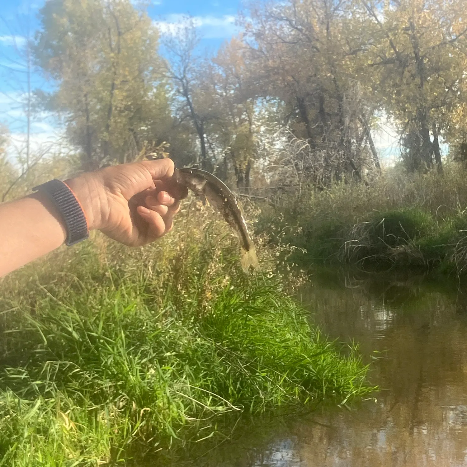 Creek chub caught on Fishbrain