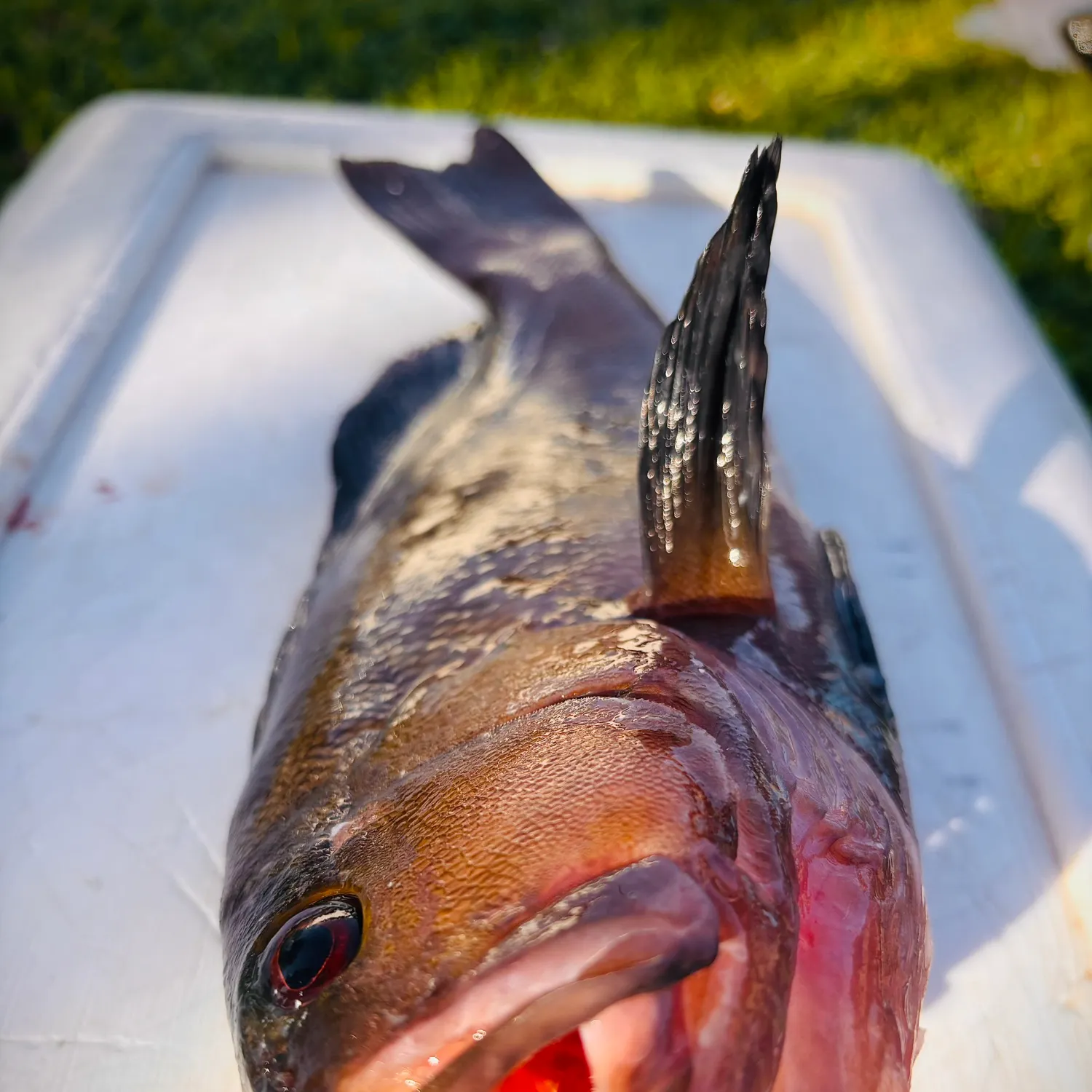 The most recent Breaksea cod catches on Fishbrain