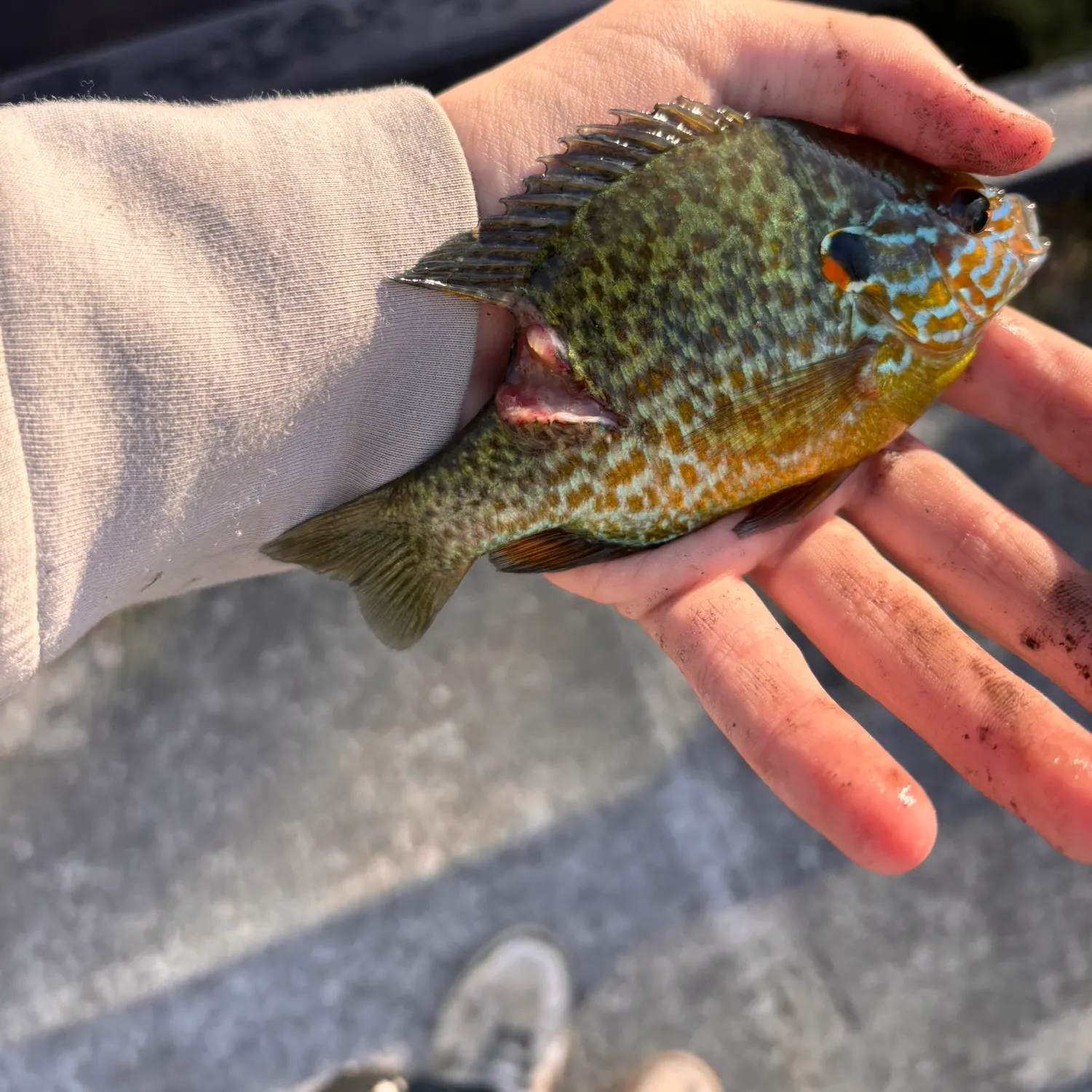 The most recent Northern sunfish catches on Fishbrain