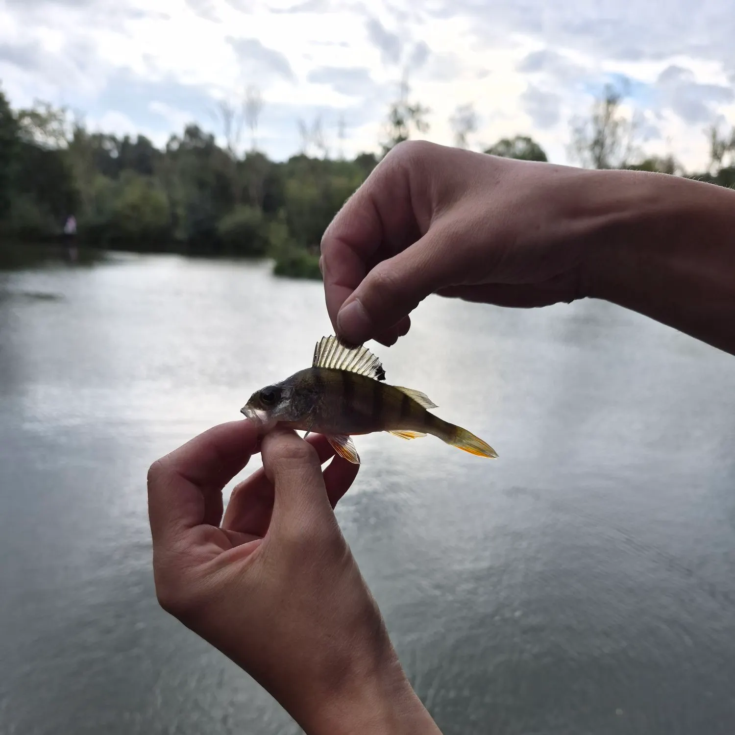 European perch caught on Fishbrain
