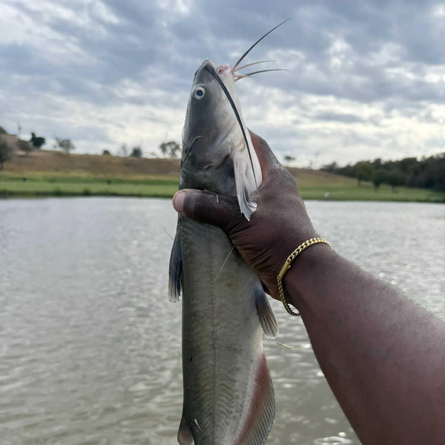 Channel catfish caught on Fishbrain