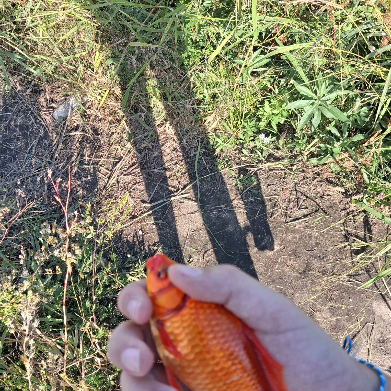 Goldfish caught on Fishbrain