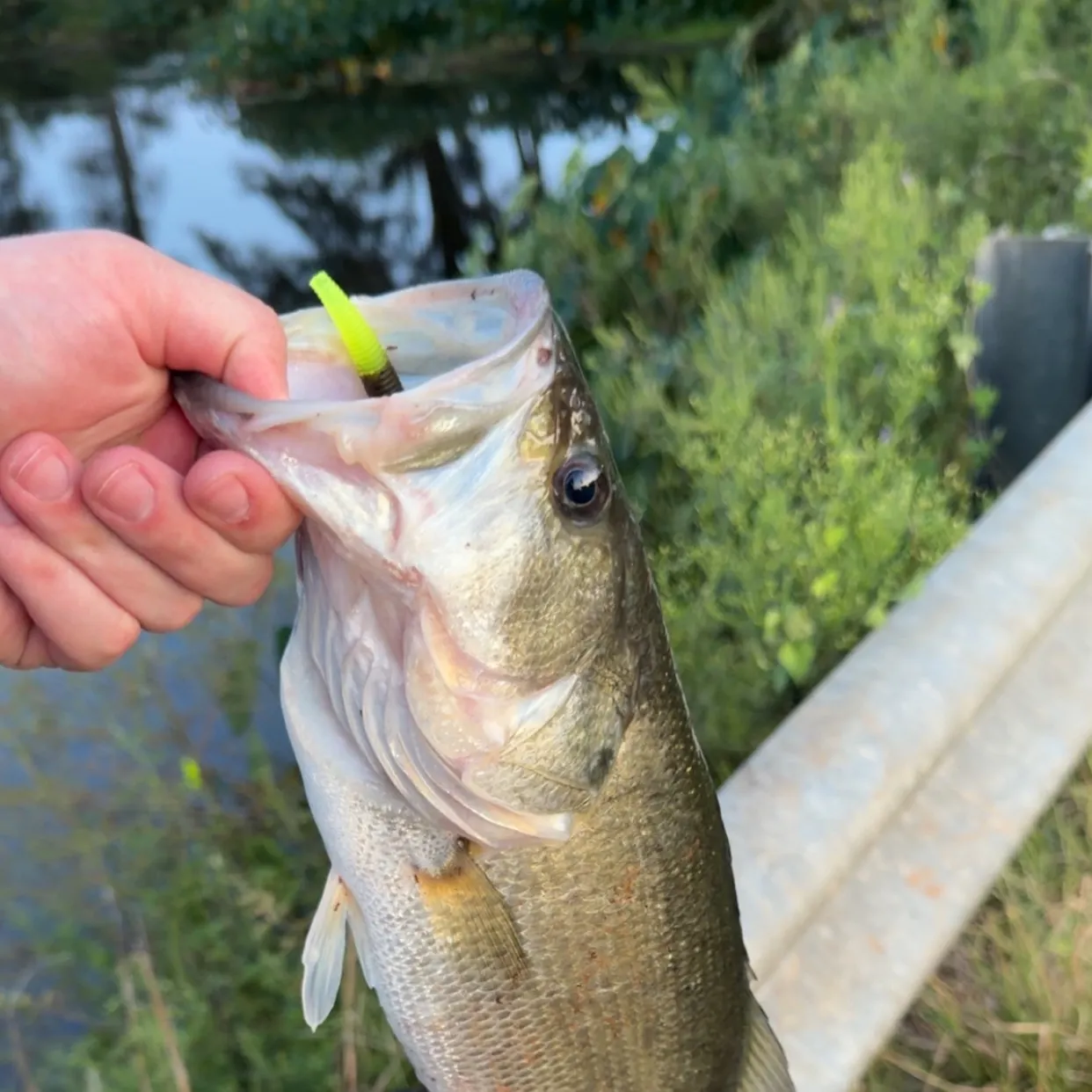 Fish caught on Fishbrain
