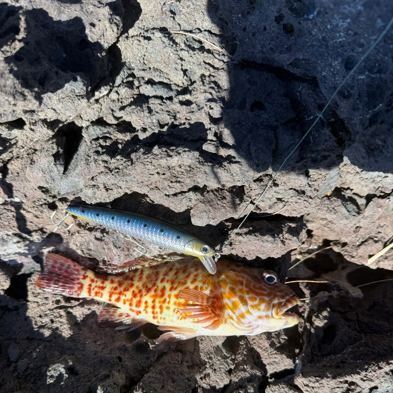 The most recent Stocky hawkfish catches on Fishbrain