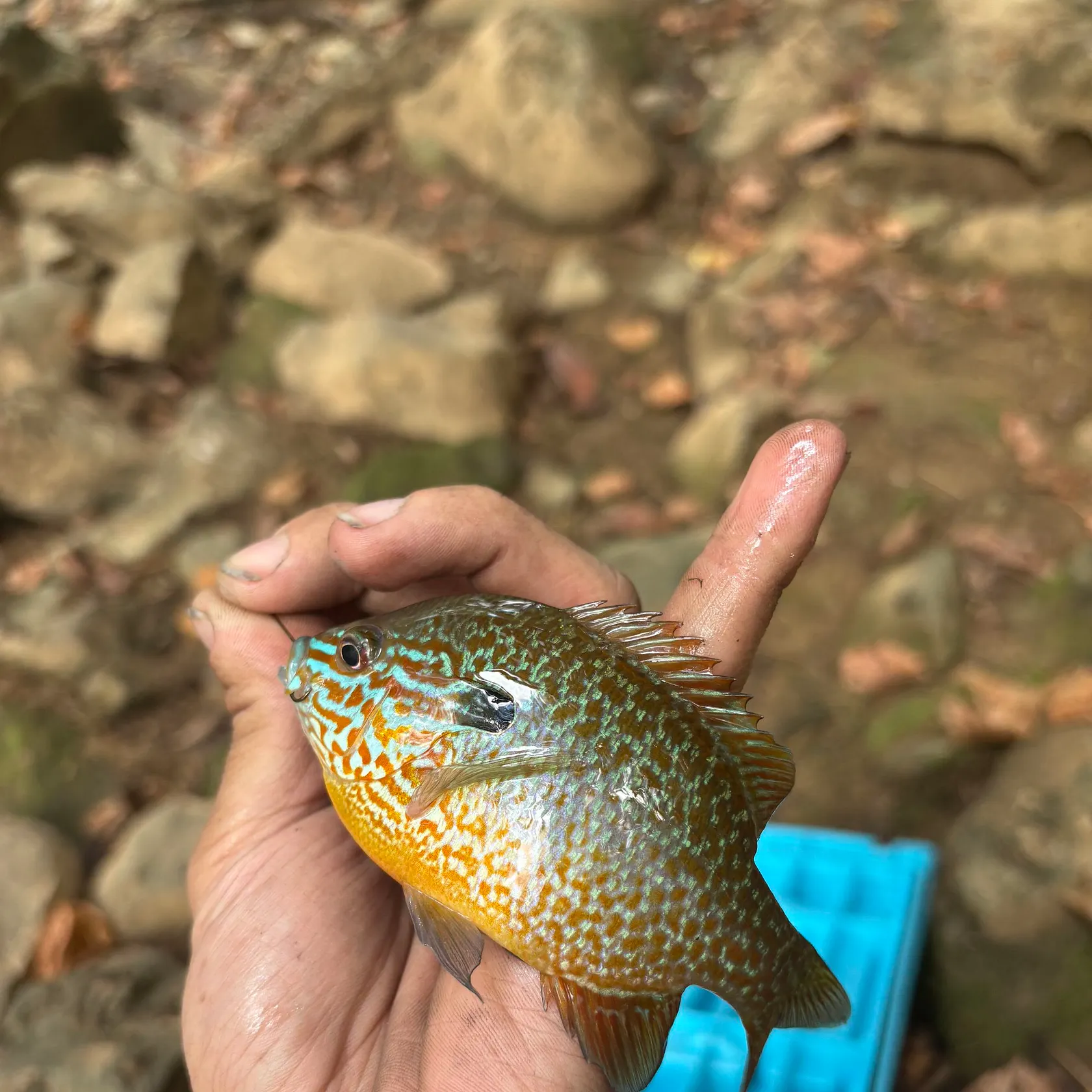 Longear sunfish caught on Fishbrain