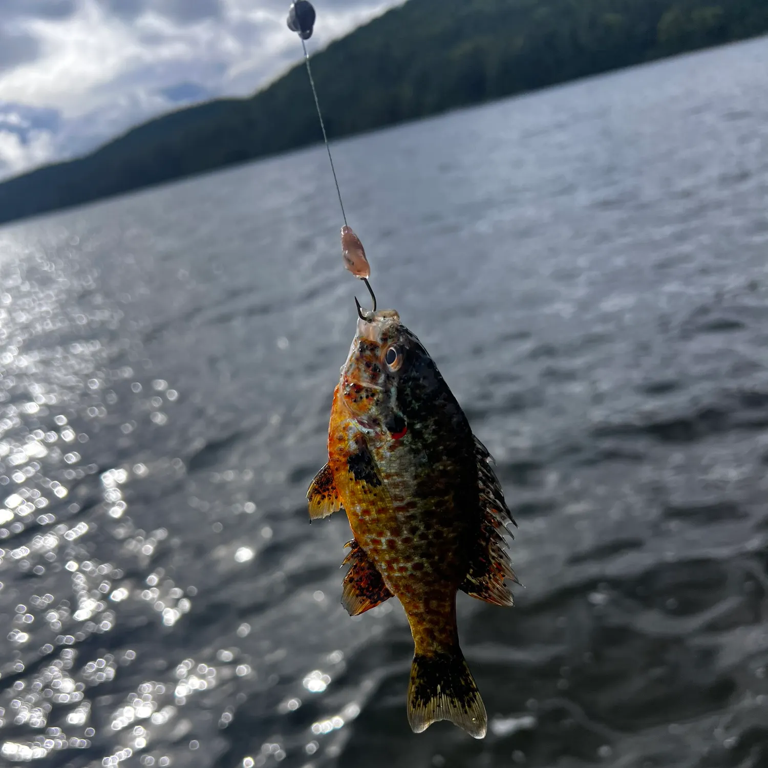 Pumpkinseed caught on Fishbrain