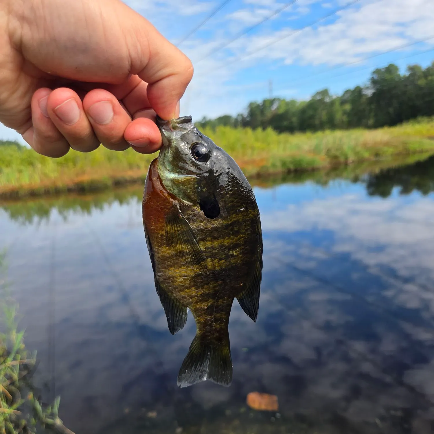 Bluegill caught on Fishbrain
