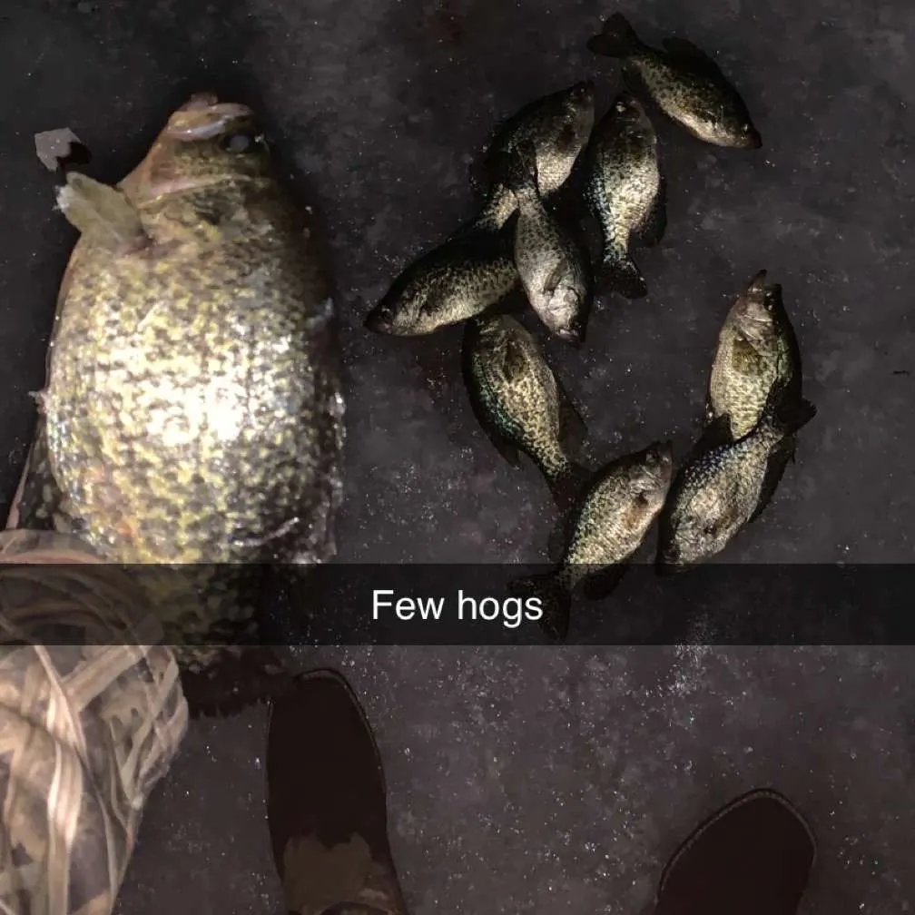 The most recent Black crappie catches on Fishbrain