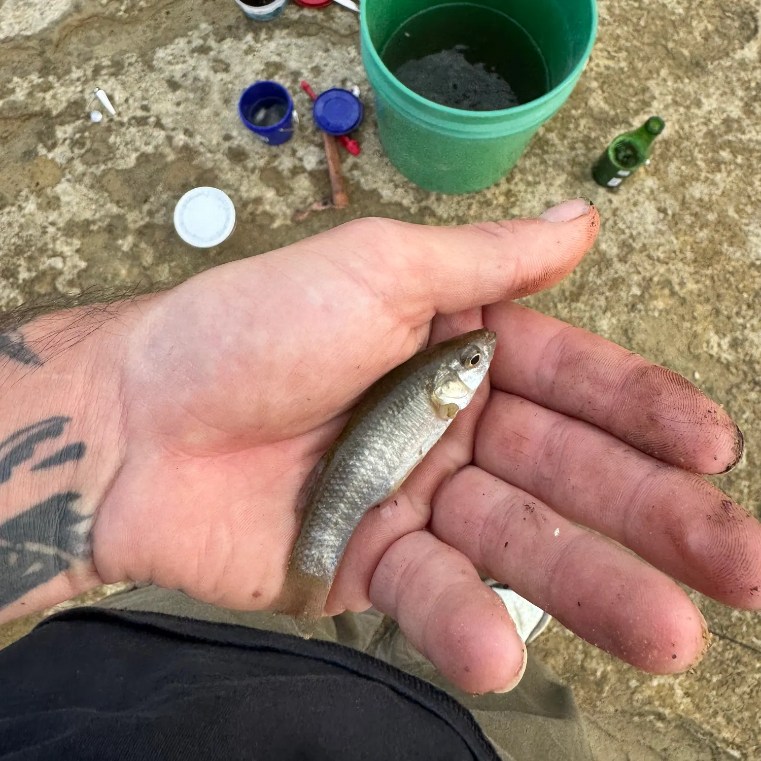 The most recent Gulf killifish catches on Fishbrain