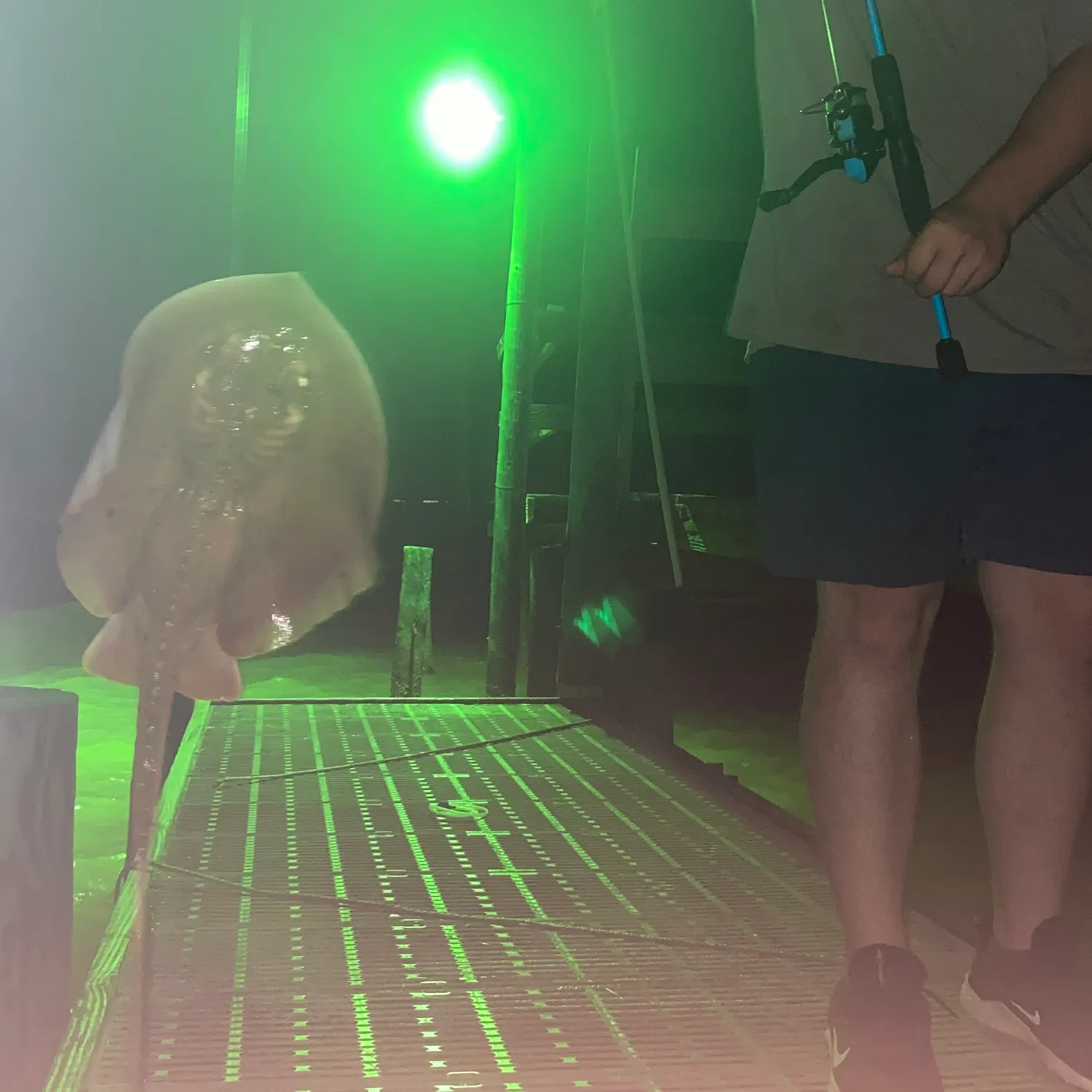 Atlantic stingray caught on Fishbrain