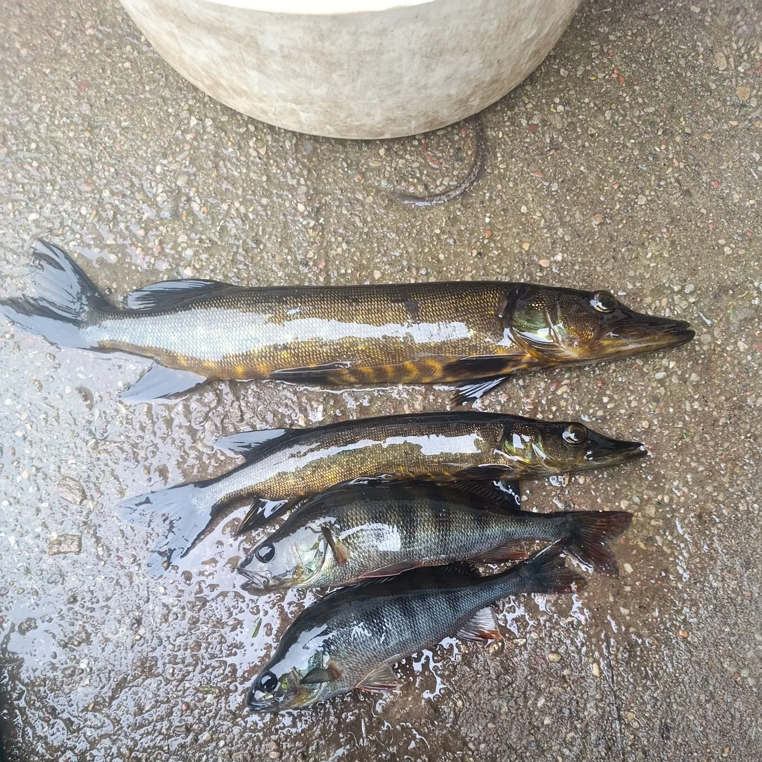 recently logged catches