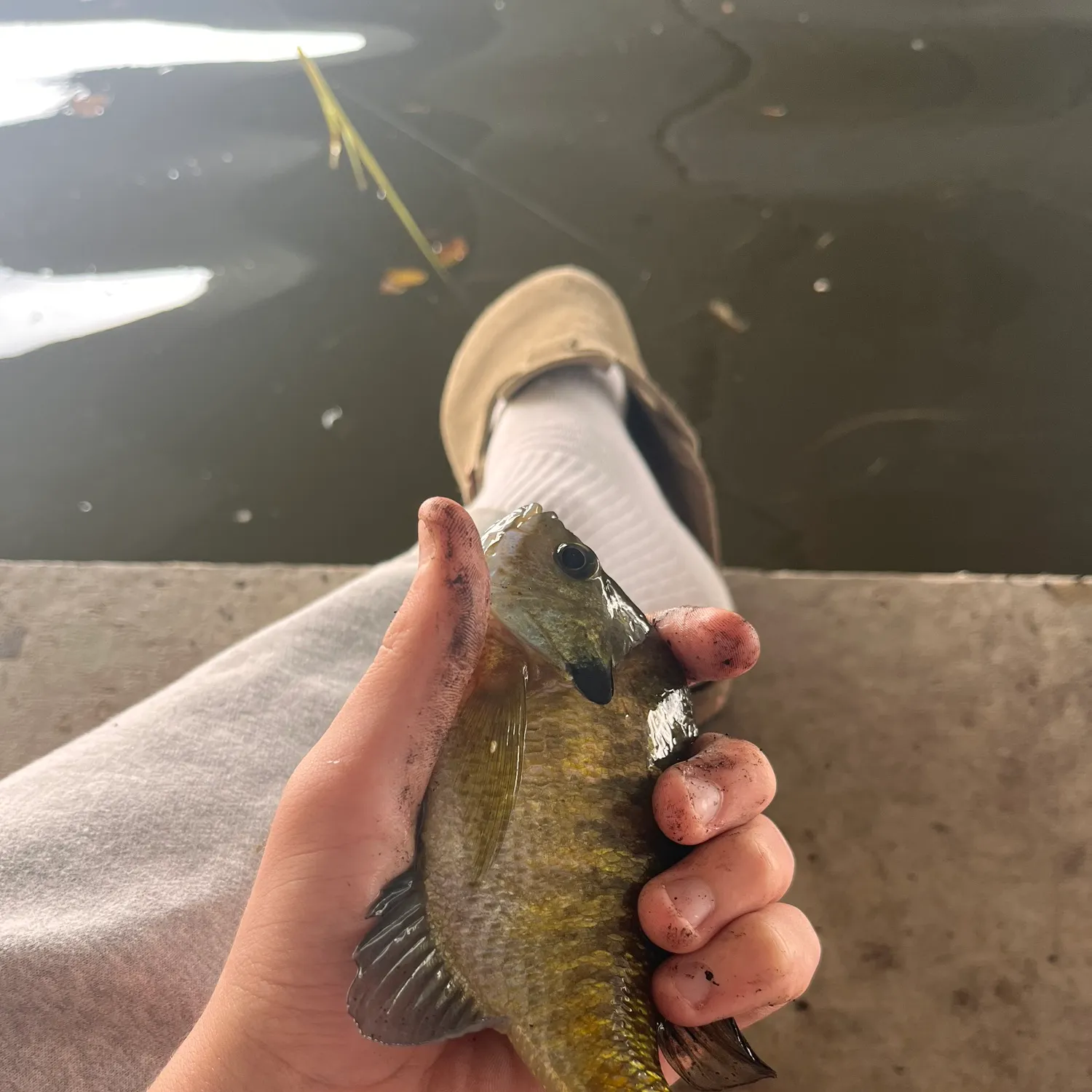 Bluegill caught on Fishbrain