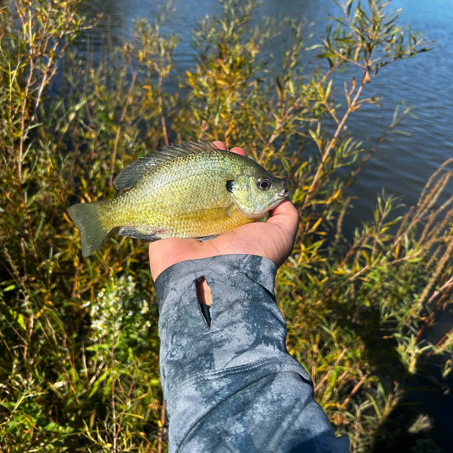 Bluegill caught on Fishbrain