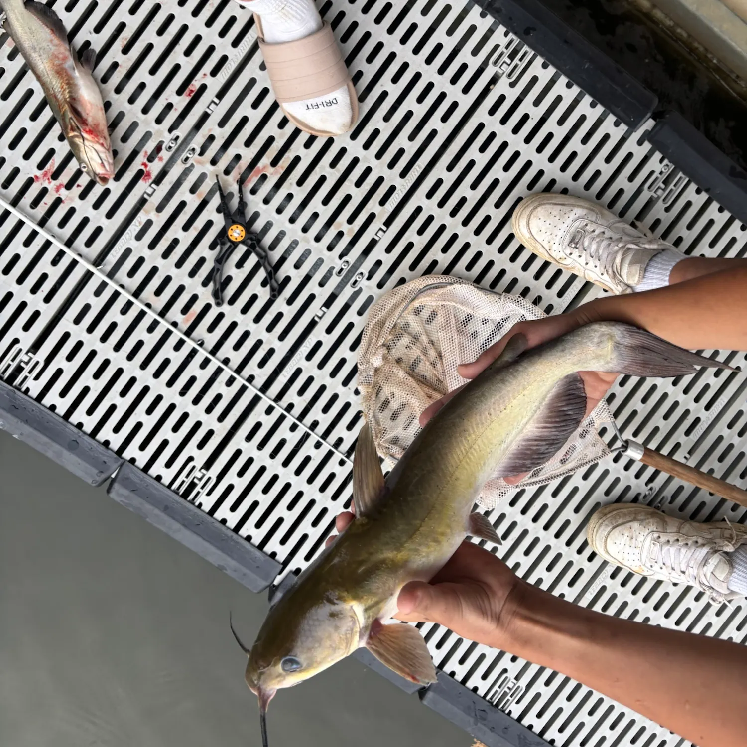 Channel catfish caught on Fishbrain