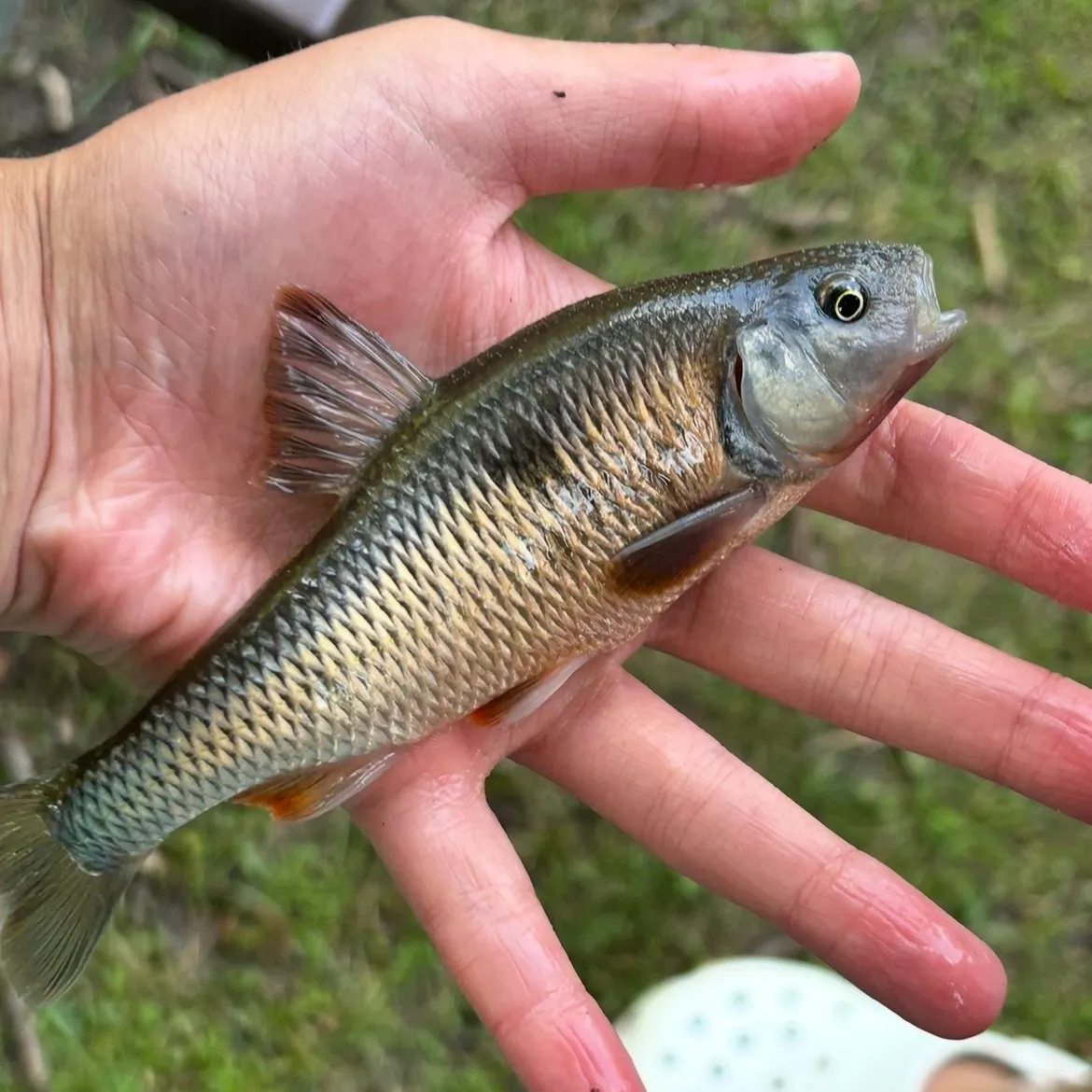 The most recent Spotfin shiner catches on Fishbrain