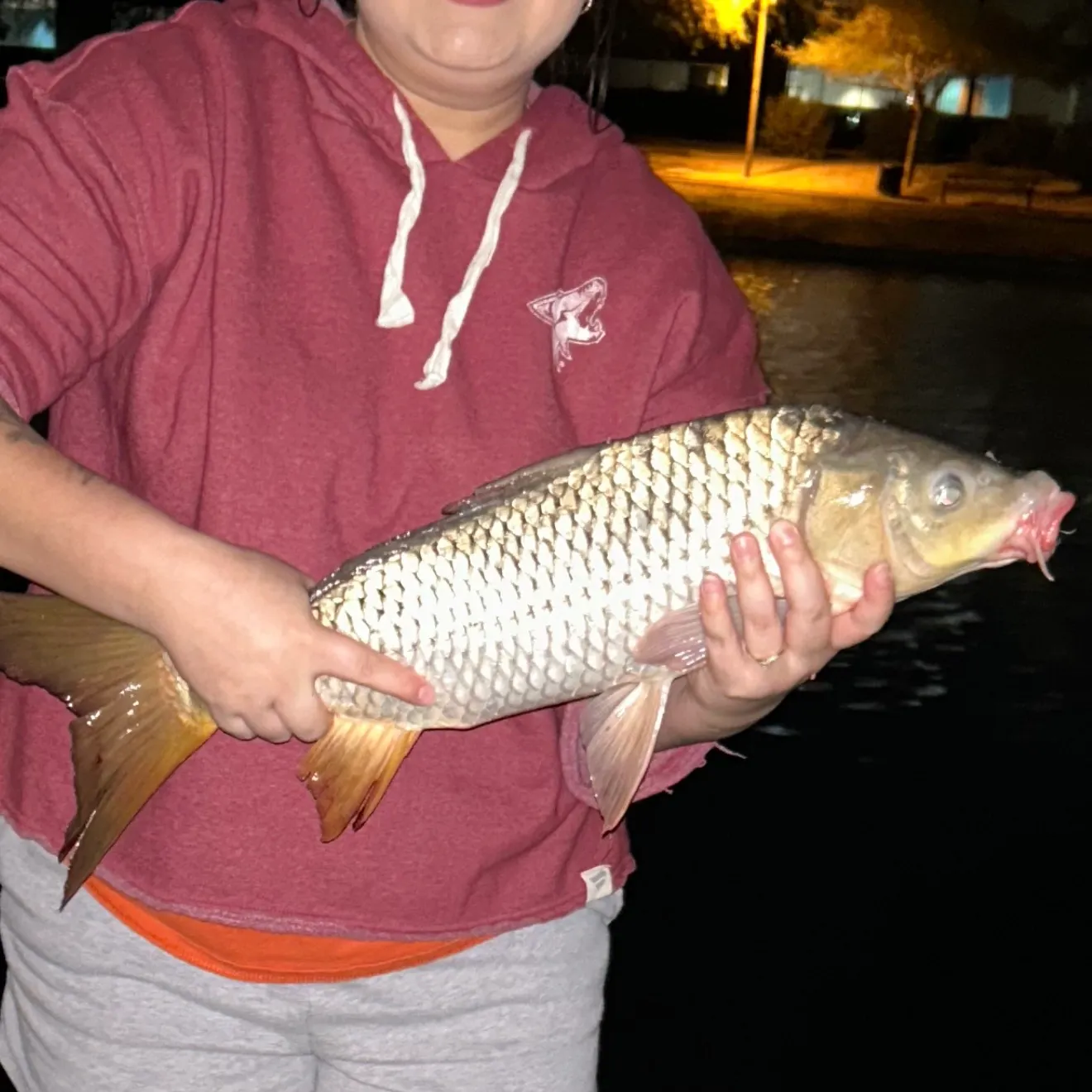 Common carp caught on Fishbrain