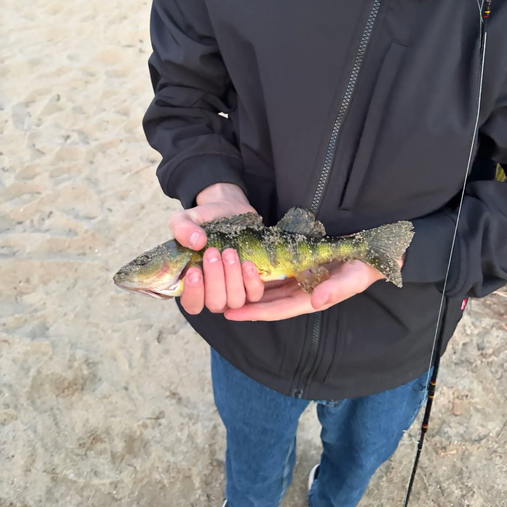 Yellow perch caught on Fishbrain